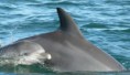 /album/las-mejores-amigas-/copia-2-de-9879-notirapida-fotos-de-delfines-bebes-1-jpg/